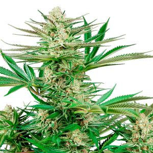 Malibu OG Gold fem. Sensi Seeds Research