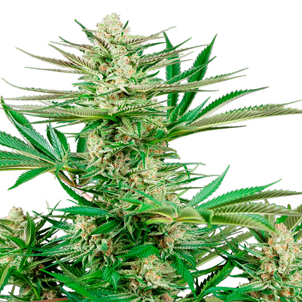 Malibu-OG-Gold-1-u-fem-Sensi-Seeds-Research.jpg Malibu-OG-Gold-1-u-fem-Sensi-Seeds-Research.jpg
