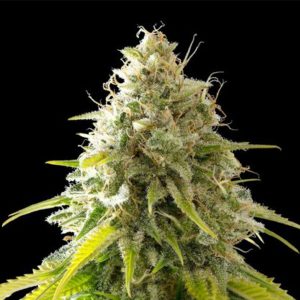 Mataro Blue fem. Kannabia Seeds