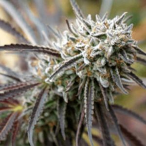 Mendo Gaspack fem. Organisation des semences de Humboldt