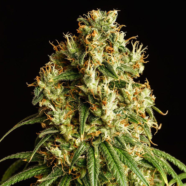 Mimosa-Dream-1-u-fem-Kannabia-Seeds.jpg Mimosa-Dream-1-u-fem-Kannabia-Seeds.jpg