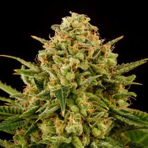 Monkey-Grease-1-u-fem-Kannabia-Seeds.jpg Monkey-Grease-1-u-fem-Kannabia-Seeds.jpg