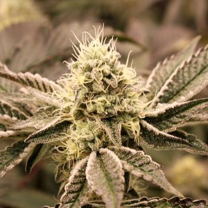 Mouth Wash fem. Organisation des semences de Humboldt