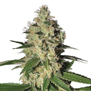 Northern Lights fem. Nirvana