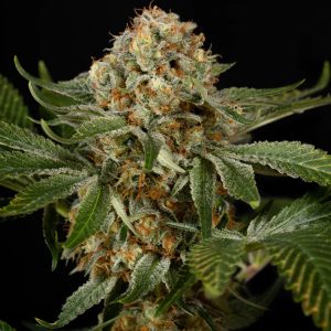 OG Kush fem. Silent Seeds