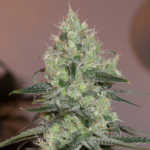 Original-Amnesia-3-ud-Silent-Seeds.jpg Original-Amnesia-3-ud-Silent-Seeds.jpg
