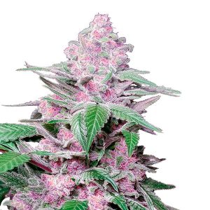 Purple Cookie Kush fem. Sensi Seed Research