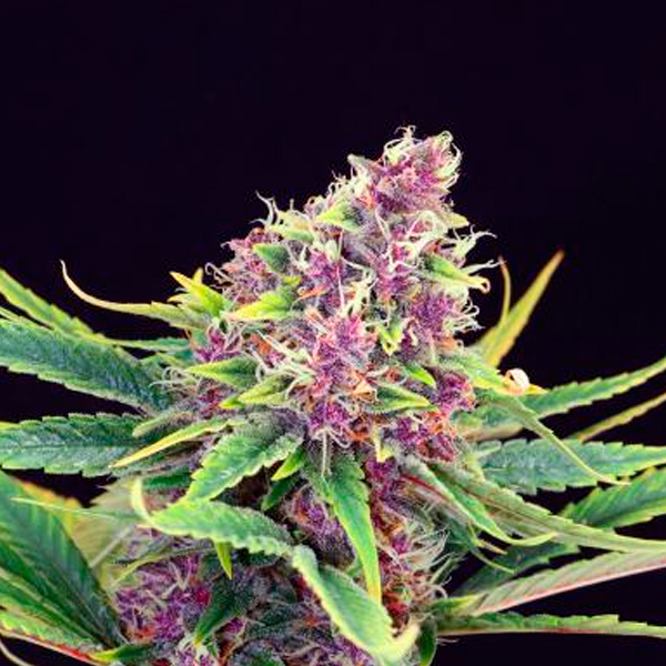 Purple-Kush-1-u-fem-Kannabia-Seeds.jpg Purple-Kush-1-u-fem-Kannabia-Seeds.jpg