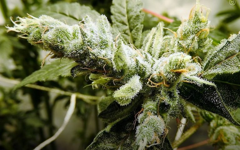 ¿Qué es el fenotrigo en el cannabis y como se controla?