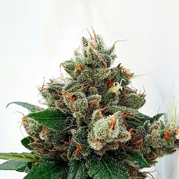 Respect-4-Gorilla-1-u-fem-Expert-Seeds.jpg Respect-4-Gorilla-1-u-fem-Expert-Seeds.jpg