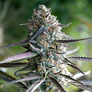 Runtz Fast Flowering fem. Organisation de semences Humboldt