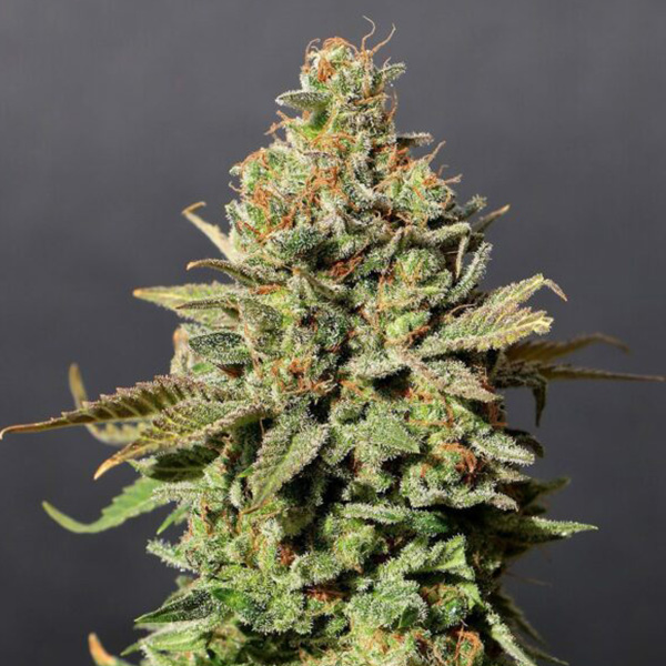 Russian-Doll-1-u-fem-Kannabia-Seeds.jpg Russian-Doll-1-u-fem-Kannabia-Seeds.jpg