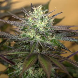 Sapphire Og fem. Organisation des semences de Humboldt