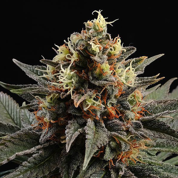 Sativa-Dream-1-u-fem-Kannabia-Seeds.jpg Sativa-Dream-1-u-fem-Kannabia-Seeds.jpg