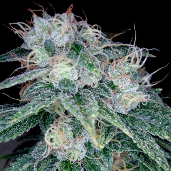 Sour-Diesel-10-u-fem-DNA-Genetics.jpg Sour-Diesel-10-u-fem-DNA-Genetics.jpg