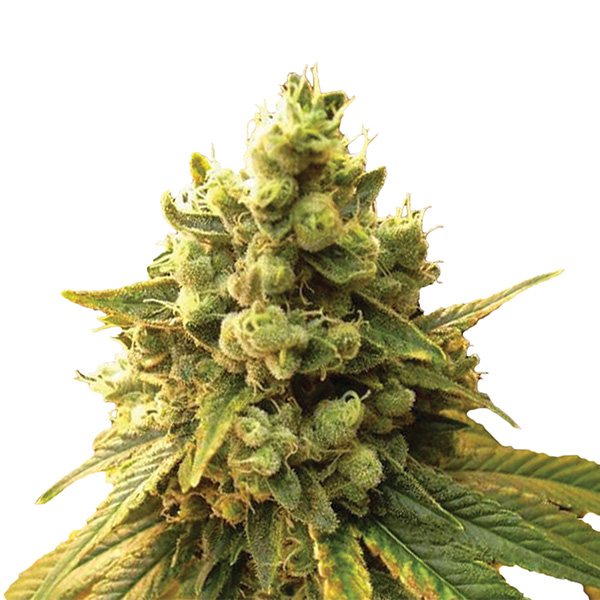 Sour-Diesel-5-u-fem-Nirvana.jpg Sour-Diesel-5-u-fem-Nirvana.jpg