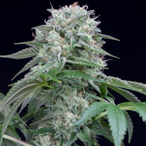 Starfire OG fem. Silent Seeds