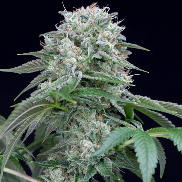 Starfire-OG-3-ud-Silent-Seeds.jpg Starfire-OG-3-ud-Silent-Seeds.jpg