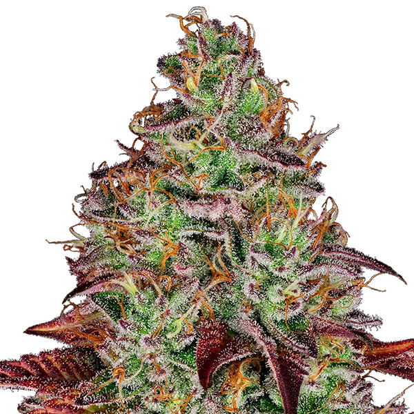 Tezla-OG-3-u-fem-Sensi-Seeds-Research.jpg Tezla-OG-3-u-fem-Sensi-Seeds-Research.jpg