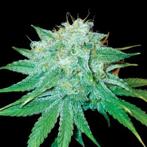 Swiss Miss fem. DNA Genetics