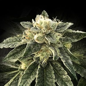 White Chocolope fem. DNA Genetics