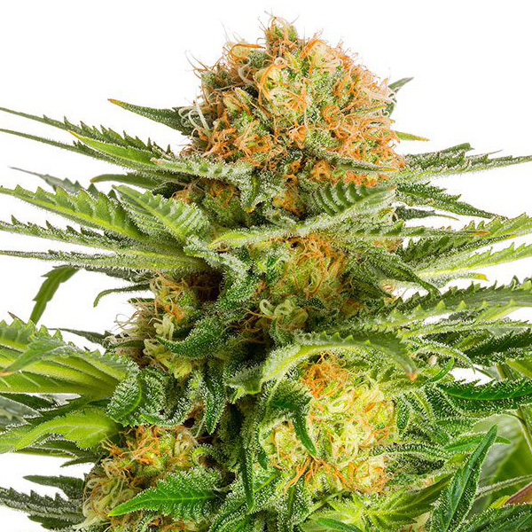 White-Domina-1-u-fem-Kannabia-Seeds.jpg White-Domina-1-u-fem-Kannabia-Seeds.jpg