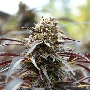 White Runtz Fast Flowering fem. Organisation de semences Humboldt