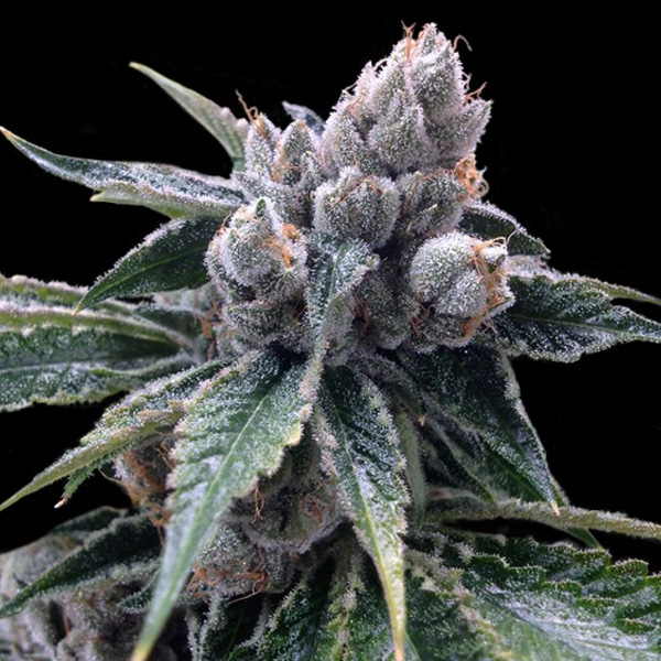 White-Walker-Kush-10-u-fem-DNA-Genetics.jpg White-Walker-Kush-10-u-fem-DNA-Genetics.jpg