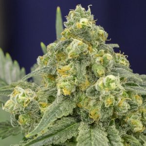 White Widow fem. Silent Seeds