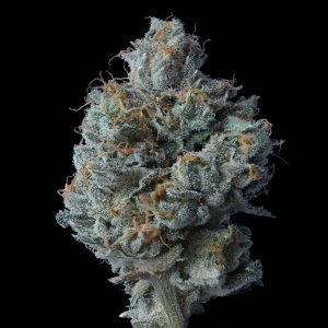 Zallah Bread fem. DNA Genetics