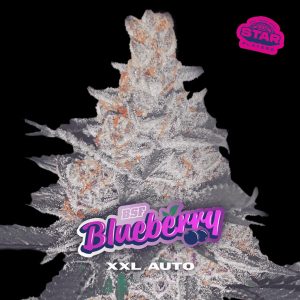 Auto Blueberry XXL  fem BSF Seeds