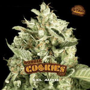 Auto Double Cookies   fem BSF Seeds