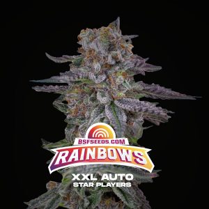 Auto Rainbows XXL  fem BSF Seeds