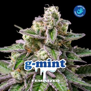 GMint fem BSF Seeds