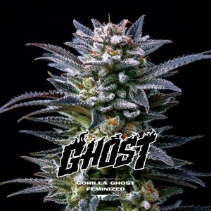 Gorilla Ghost fem BSF Seeds