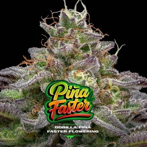 Gorilla Pineapple Faster Flowering BSF Seeds