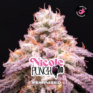 Nicole Punch fem BSF Seeds