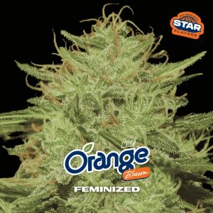 Orange Blossom fem BSF Seeds