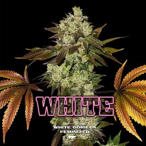 White Gorilla fem BSF Seeds