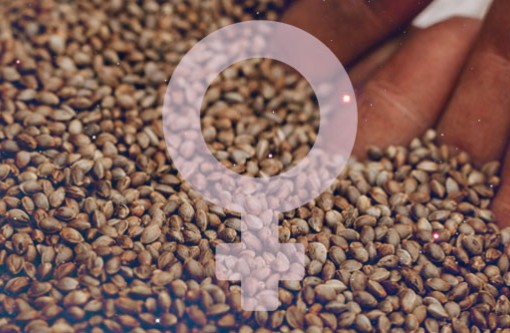 Captura de pantalla 2026-01-04 103340