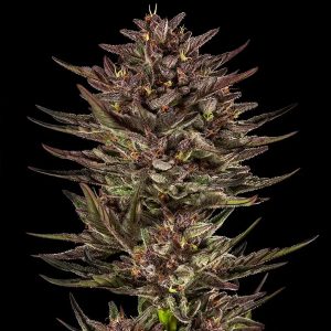 Auto Frosted Zinn x Cookie Dog fem. Barney's