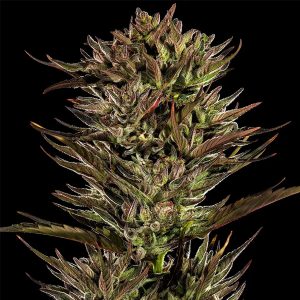 Auto Thin Mint x Sour Pinot   fem. Barney's