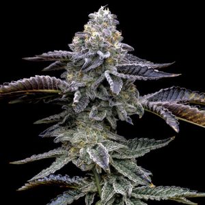 Blue Dream  fem. Barney's