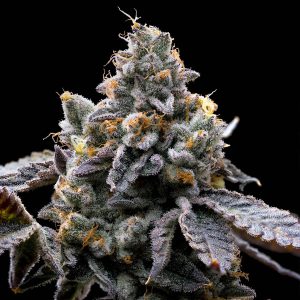 GMO Cookies fem. Barney's