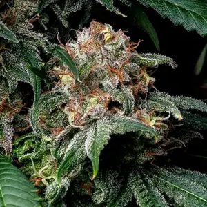 Mendo Breath   fem. Barney's