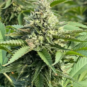 Permanent Marker Triploide Feminizada a granel