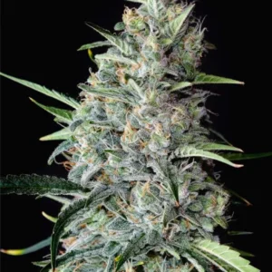 Amnesia Triploide feminizada a granel