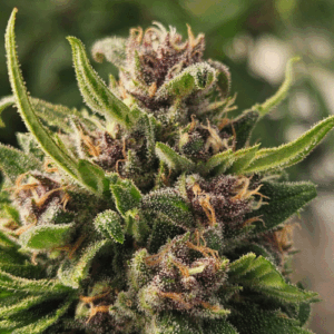 Midwest Triploide Feminizada a granel