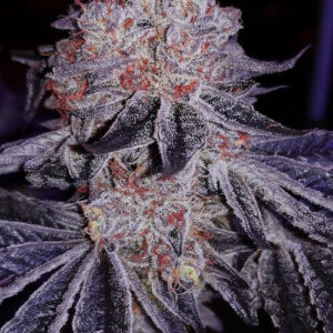 Cherry Gar-See-Yaa Triploide feminizada a granel