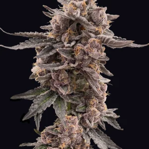 Sunset Gelatto Triploide Feminizada a granel